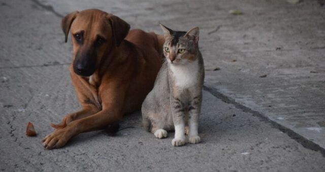 o-estilo-de-vida-do-pet-redefi