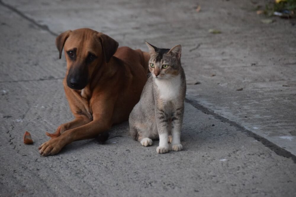 o-estilo-de-vida-do-pet-redefi
