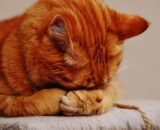 o-silencio-dos-gatos-pode-esco