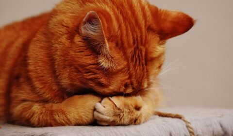 o-silencio-dos-gatos-pode-esco