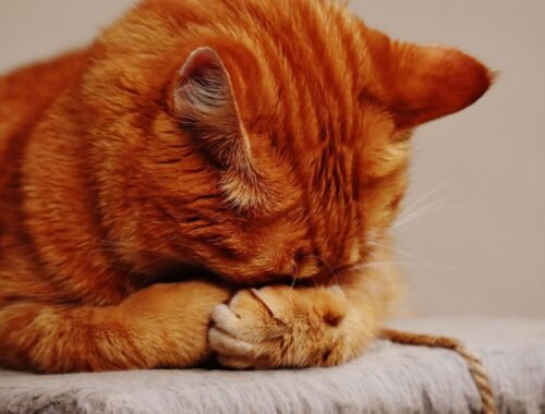 o-silencio-dos-gatos-pode-esco