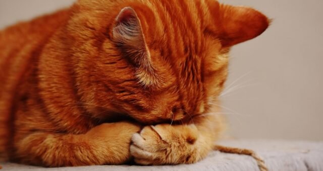 o-silencio-dos-gatos-pode-esco