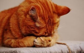 o-silencio-dos-gatos-pode-esco