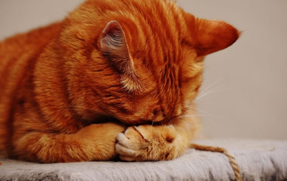 o-silencio-dos-gatos-pode-esco