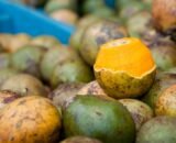 Amazonas lidera produção nacional de tucumã e cupuaçu, novos produtos pesquisados pelo IBGE