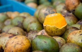 Amazonas lidera produção nacional de tucumã e cupuaçu, novos produtos pesquisados pelo IBGE