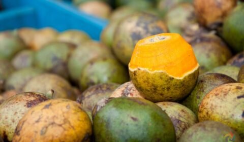 Amazonas lidera produção nacional de tucumã e cupuaçu, novos produtos pesquisados pelo IBGE