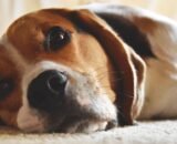 Cães e gatos alteram comportamento após perder um companheiro