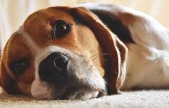 Cães e gatos alteram comportamento após perder um companheiro