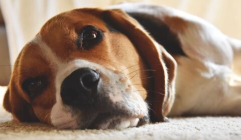 Cães e gatos alteram comportamento após perder um companheiro