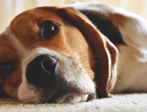 Cães e gatos alteram comportamento após perder um companheiro