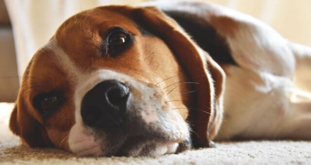 Cães e gatos alteram comportamento após perder um companheiro