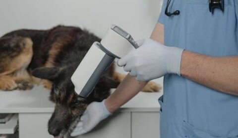 inteligencia-artificial-chega-aos-exames-de-caes-e-gatos-pexels-2