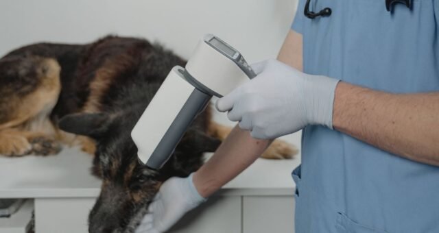 inteligencia-artificial-chega-aos-exames-de-caes-e-gatos-pexels-2