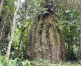 Governo cria reservas de desenvolvimento sustentável no Amazonas