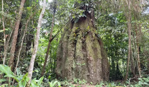 Governo cria reservas de desenvolvimento sustentável no Amazonas
