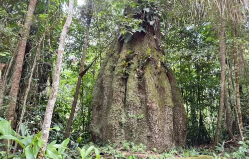 Governo cria reservas de desenvolvimento sustentável no Amazonas