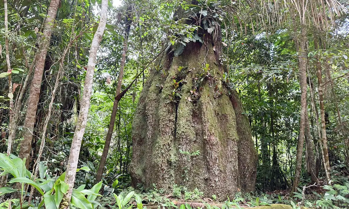 Governo cria reservas de desenvolvimento sustentável no Amazonas