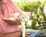 Unidade móvel da Prefeitura de Manaus realiza 280 castrações de cães e gatos na zona Leste