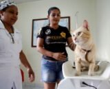 Prefeitura de Manaus abre agendamento on-line para castração de cães e gatos no castramóvel Caramelo