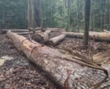MP do Amazonas cobra responsabilização por desmatamento de mais de 3,7 mil hectares