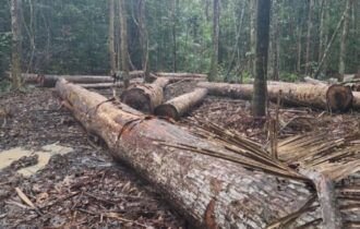 MP do Amazonas cobra responsabilização por desmatamento de mais de 3,7 mil hectares