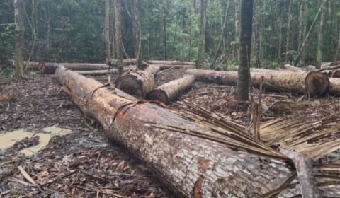 MP do Amazonas cobra responsabilização por desmatamento de mais de 3,7 mil hectares