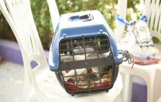 Unidade móvel Caramelo da prefeitura inicia cirurgias de cães e gatos no bairro São José Operário