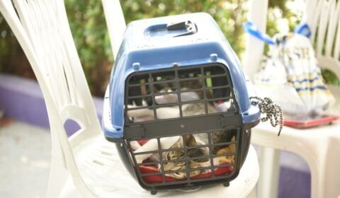 Unidade móvel Caramelo da prefeitura inicia cirurgias de cães e gatos no bairro São José Operário