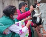 Campanha de vacinação antirrábica 2026 da prefeitura já atendeu 140 mil animais em Manaus e segue até 30 de novembro